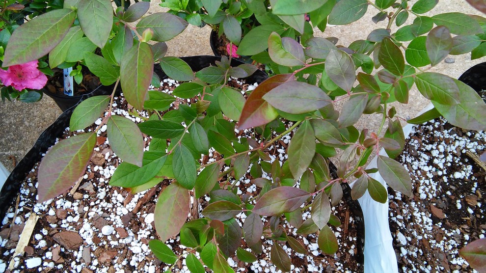 Is this phosphorous deficiency in my blueberries? | Houzz Forum