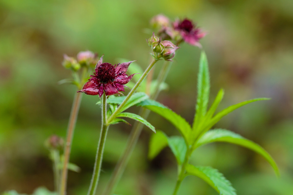 Water Feature, Marsh Cinquefoil, Essex