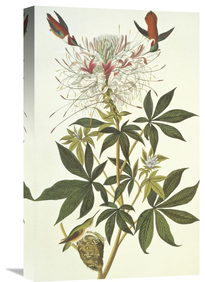 "Ruff-Necked Hummingbird" Artwork, 13.9" x 22"