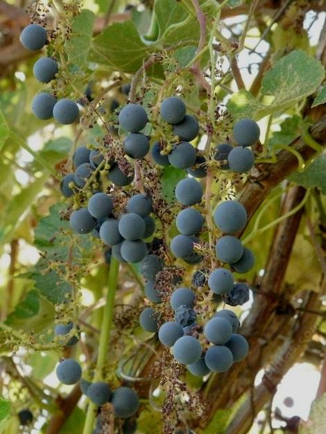 Great Design Plant Try California Wild Grape For Interest All Year