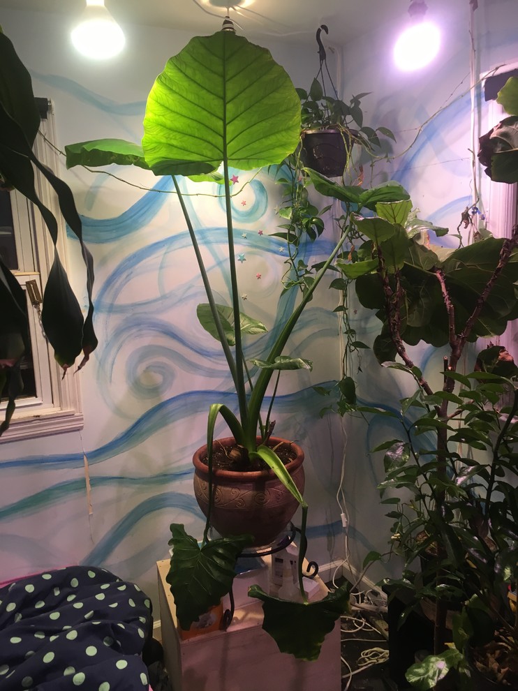 elephant ear philodendron plant Elephant Ear Philodendron - 10" Pot