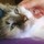 Last commented by Pamela Bourque