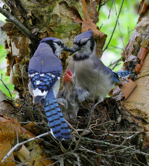 Backyard Birds Meet Some Clever And Curious Jays