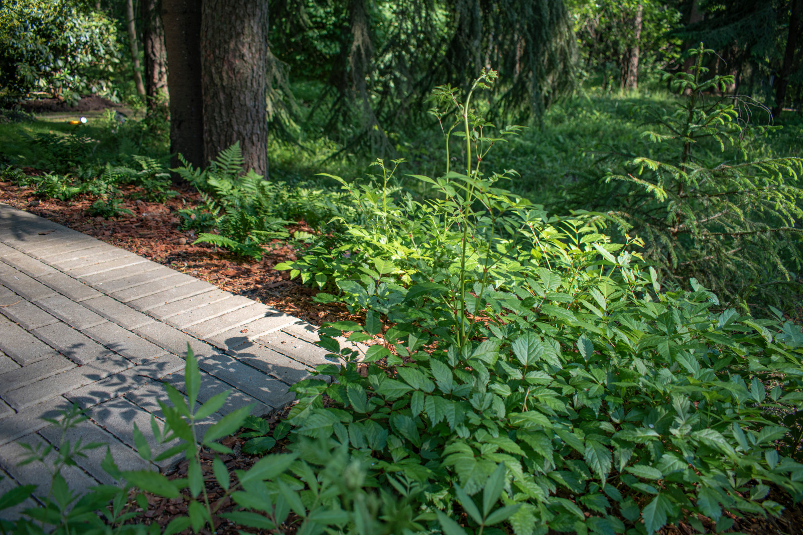 Тенистый сад