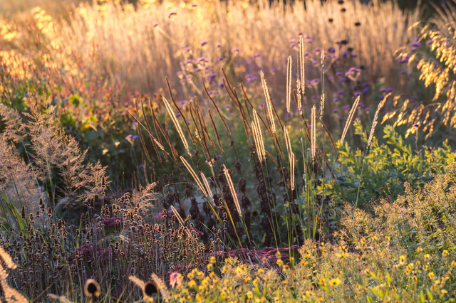 Choose One of These 9 Grasses to Light up Your Autumn Garden