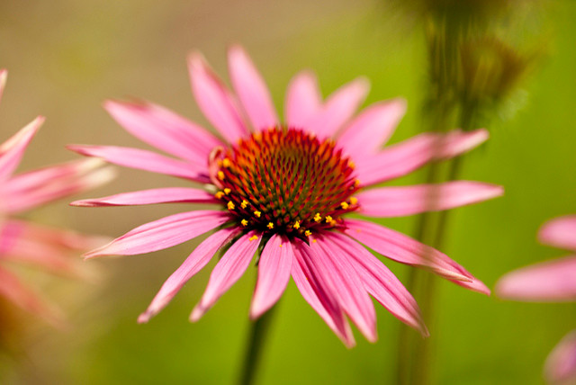 Top 10 hardy plants for late summer