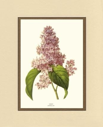 Vintage Botanical Flower Art Print: Lilac