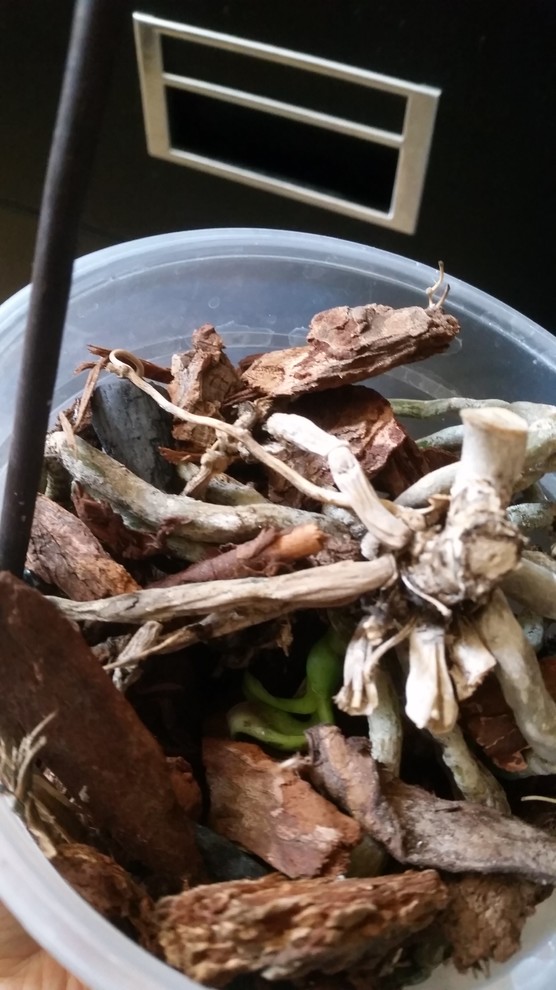 Phal orchid lost all leaves, mysterious new growth from underneath