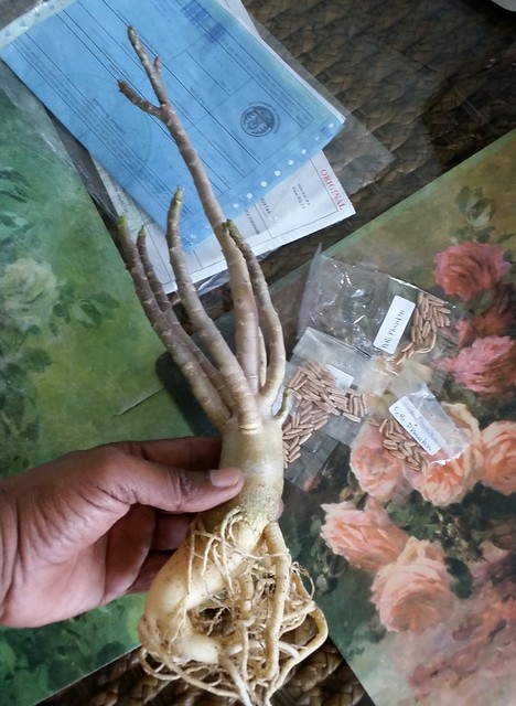 Dinoadenium 