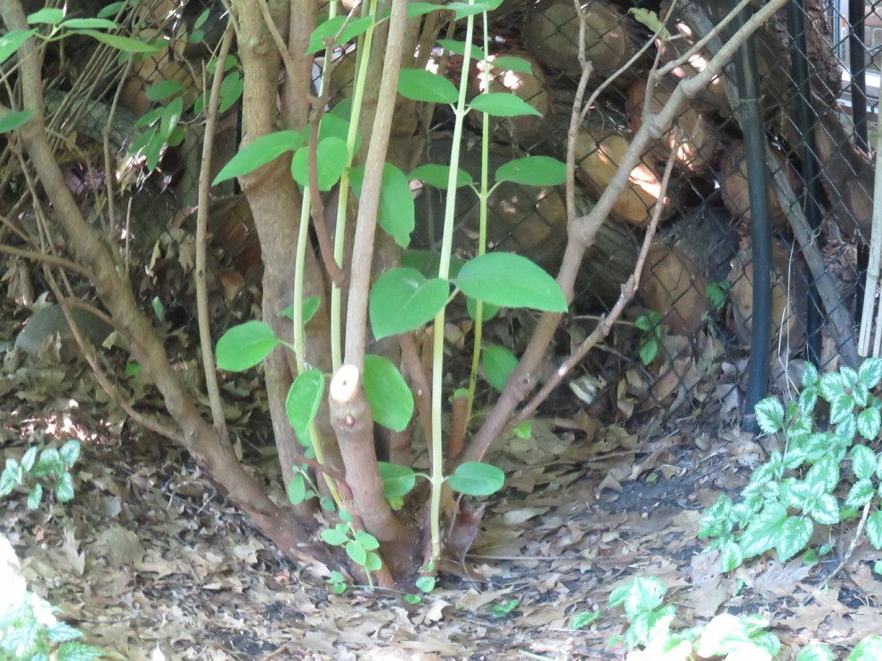 Pruning old viburnums