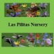 Las Pilitas Nursery
