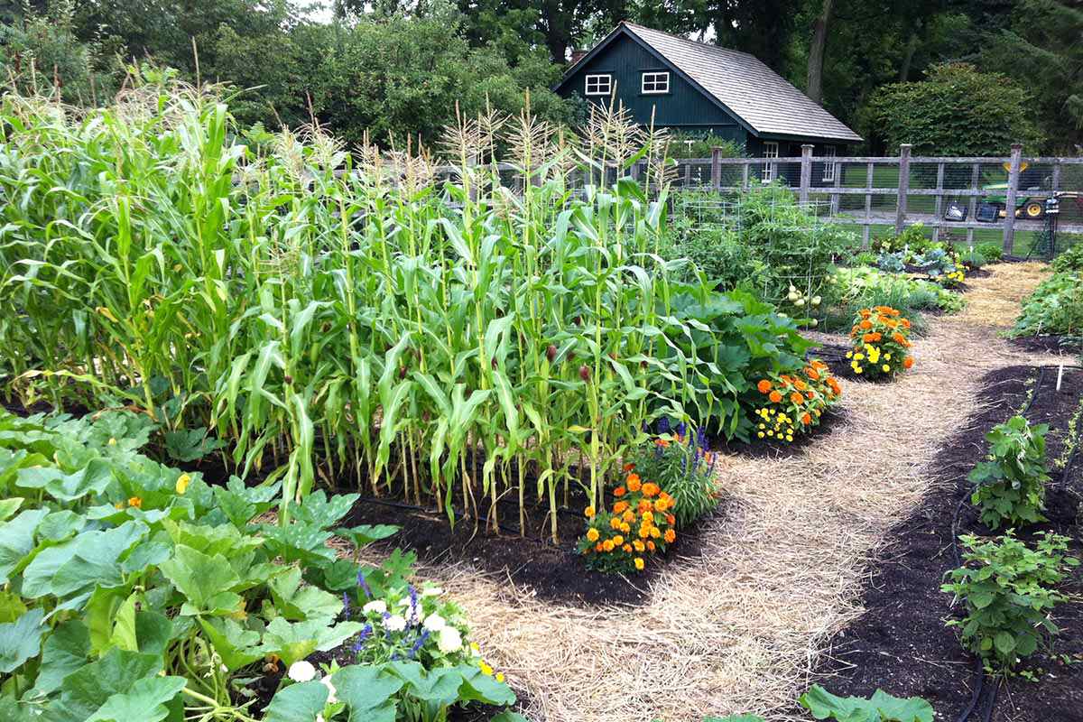 Tradtional Vegetable Gardens, Herb and Flowers