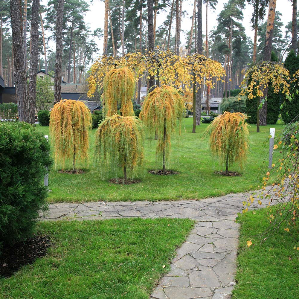 Ландшафтный сад в Горках 2