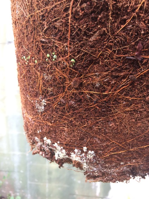Do Fiddle Leaf Figs Like To Be Root Bound Help! Root fungus on Fiddle Leaf Fig Tree