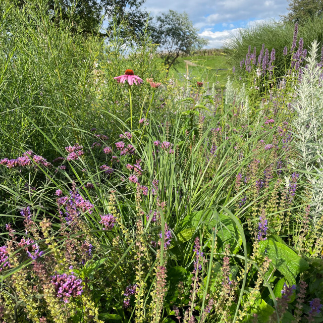 Naturgarten contemporary-garden