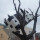 meg_gilling