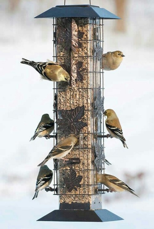 Show Me Your Anti Squirrel Bird Feeder Set Up