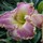 Last commented by Skyway Gardens