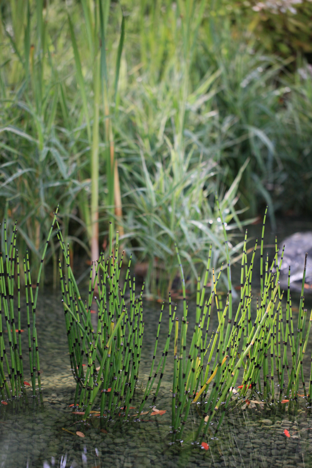 Выставочный сад "Тайны соблазна"