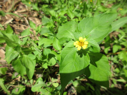 Large Leaves Small Yellow Flowers