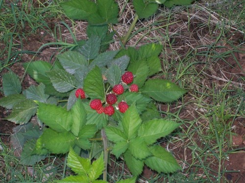 Anyone growing blackberries?