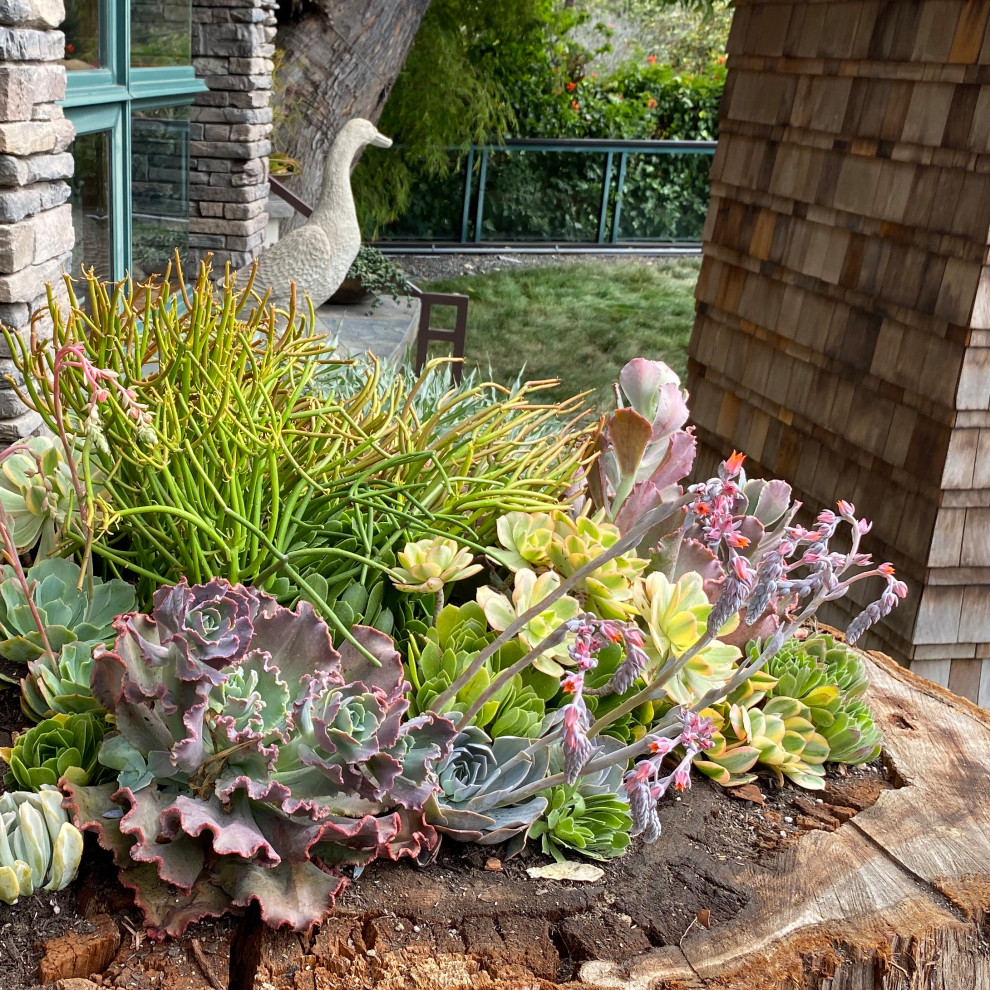 Succulent Walls & Pots