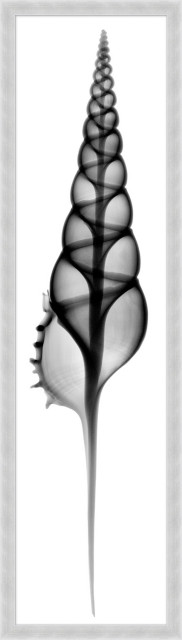 Radiography Shell 5, Giclee Reproduction Artwork, 17.75x62.75 - Beach ...