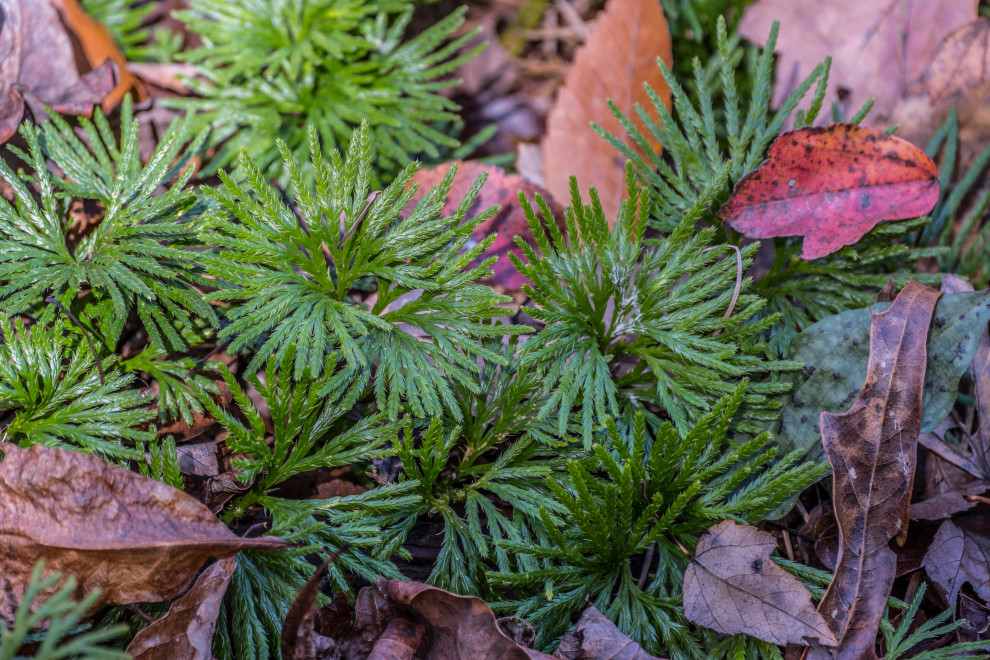 Favorite Plants