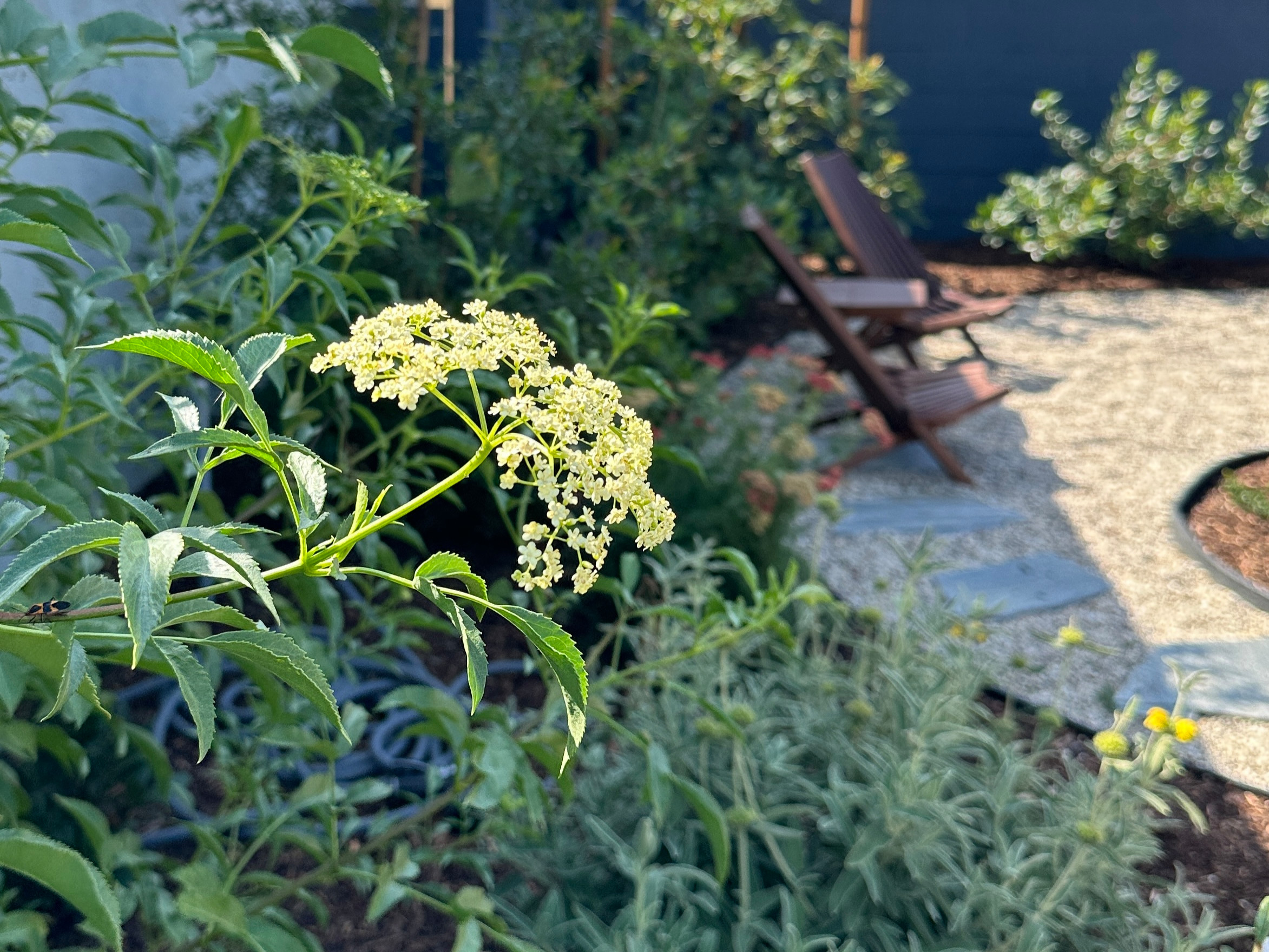 Food Forest & CA Native Plant Los Angeles Oasis