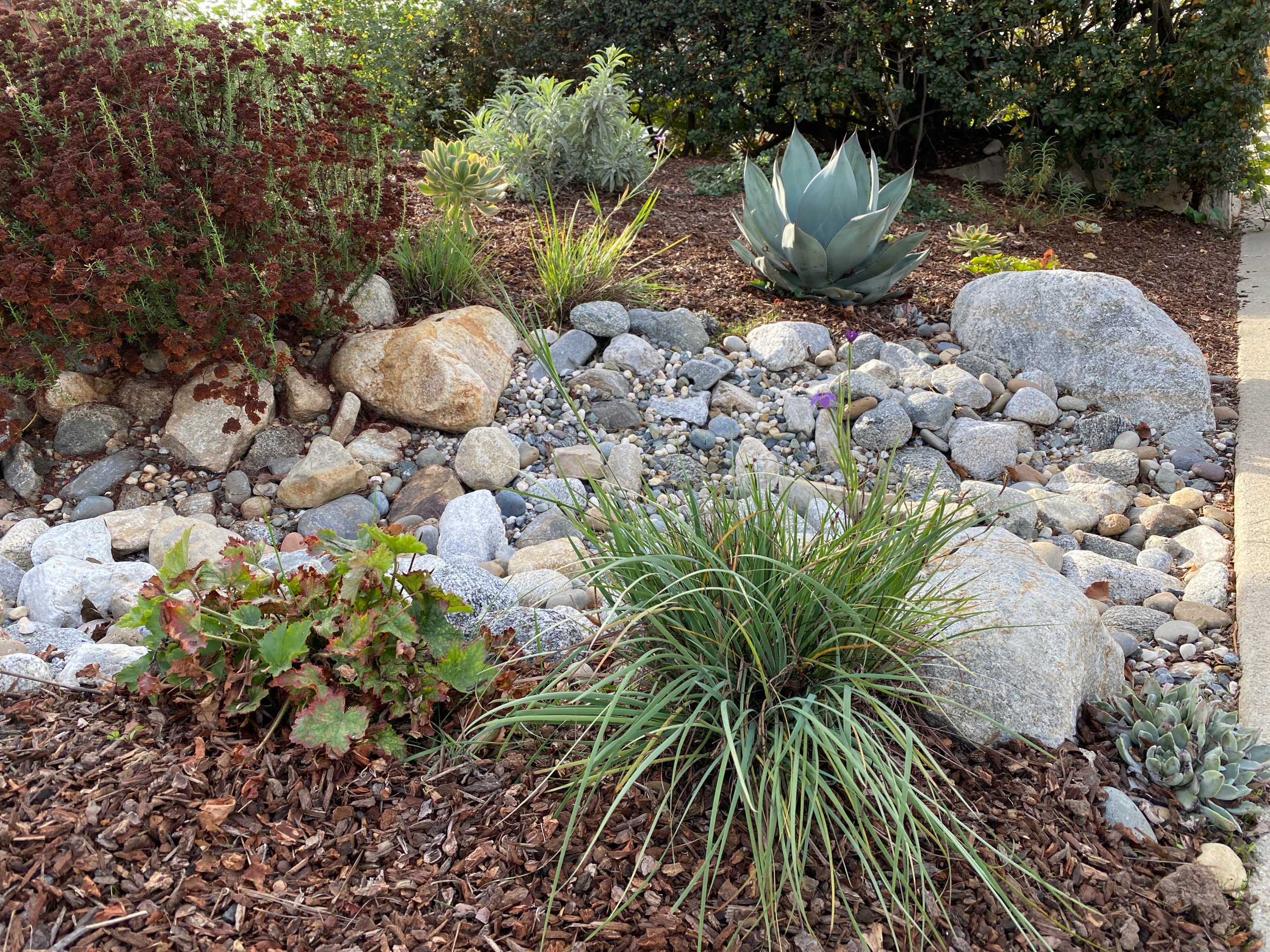 Torrance Hollywood Riviera Bee Friendly Ecological Garden