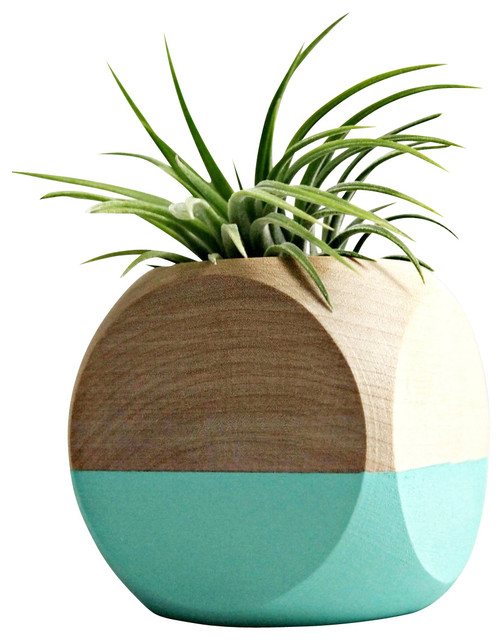 Geometric Wood Planter With Air Plant, Aqua