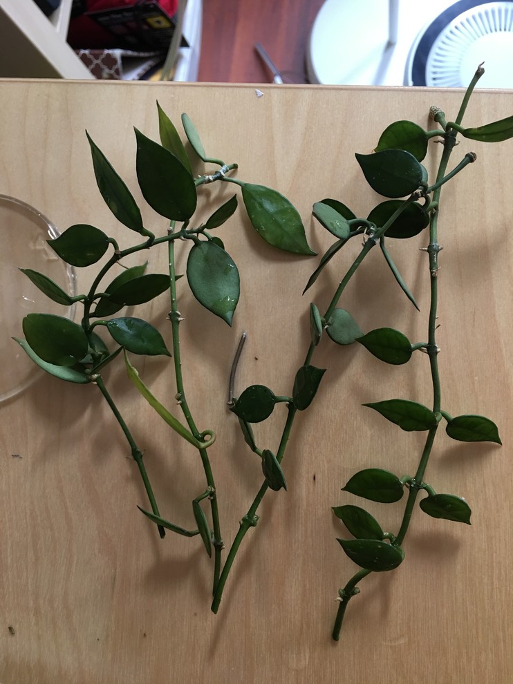 Hoya young house plant or unrooted cutting 