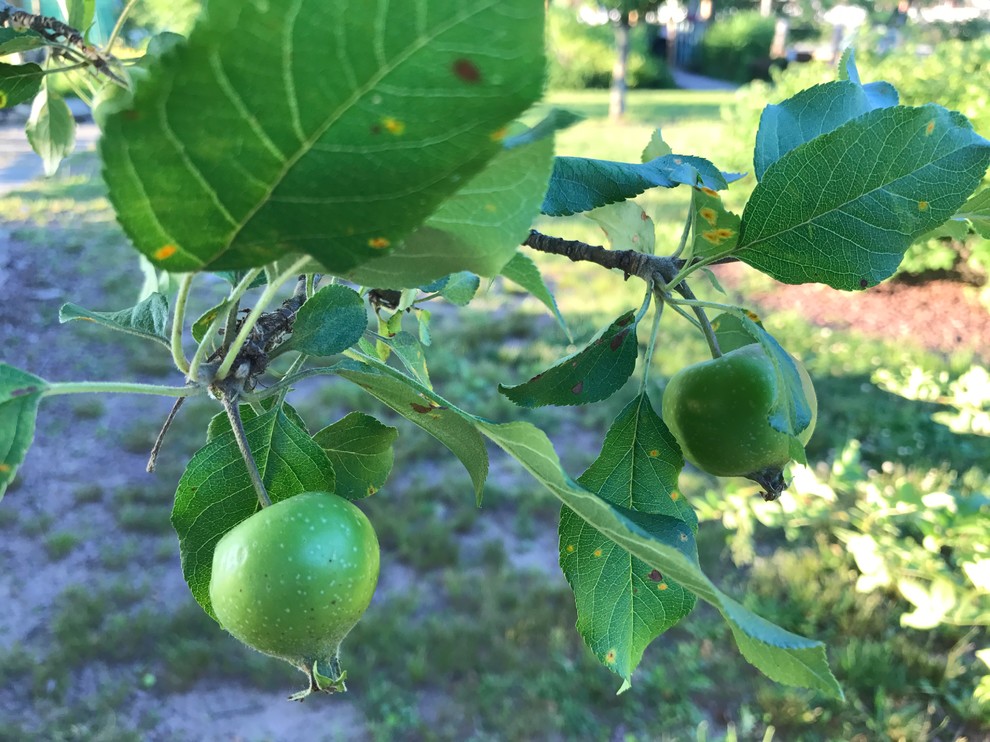 Is this a poisonous manchineel apple tree?