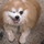 Last commented by Darleen Amos