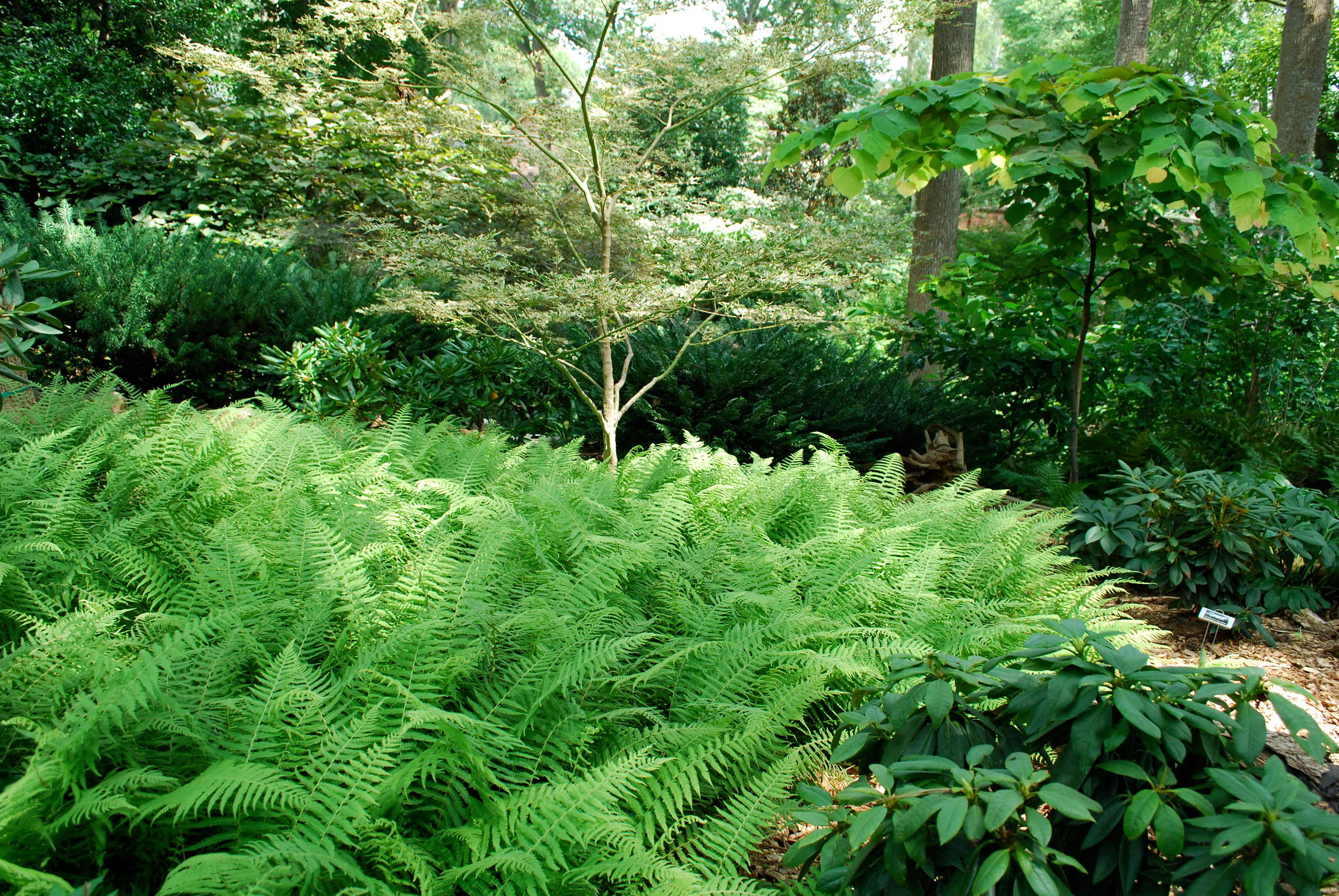 In a north-facing backyard, they provide a soft backdrop and rich green canvas for more colourful companions like Bleeding Heart or Hellebore.