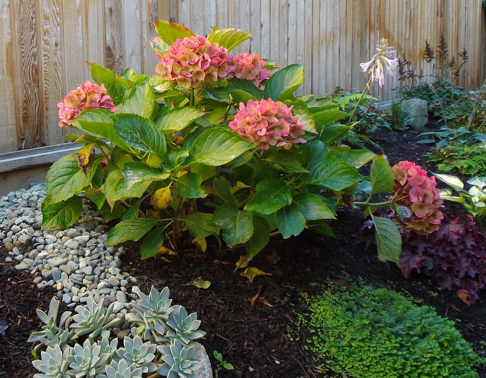 Photo of a mid-sized transitional drought-tolerant and shade backyard landscaping.