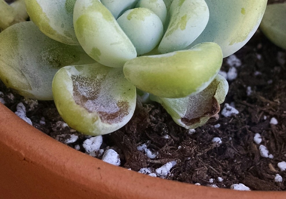 Is my Sedum sunburned? What do I do? | Houzz Forum