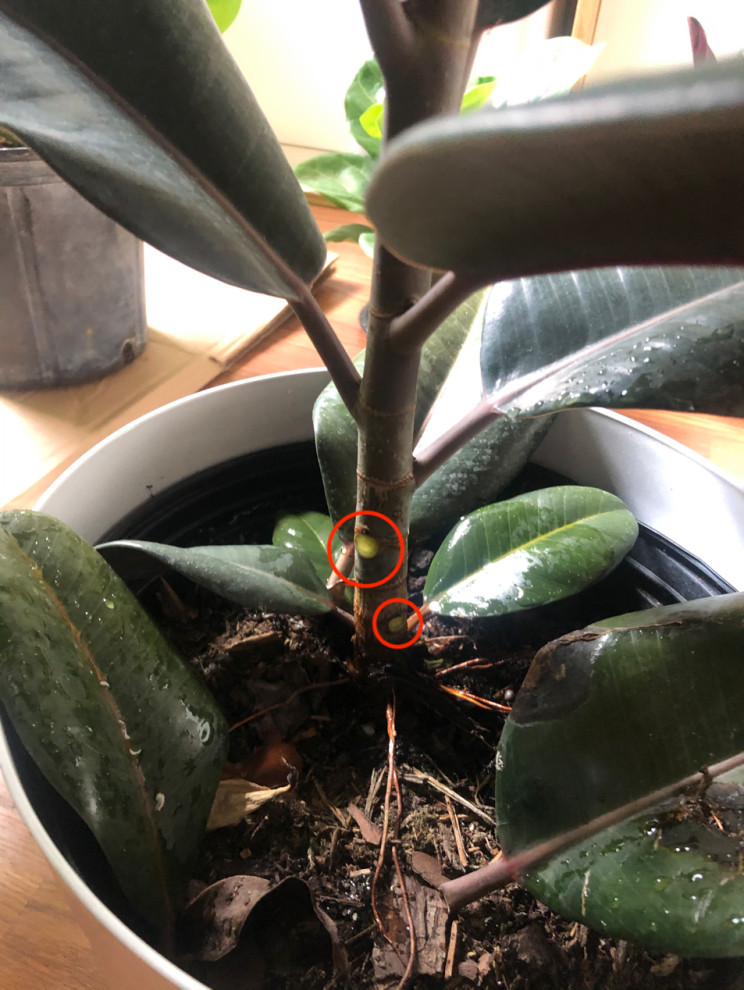 Why is my rubber tree's leave just falling? | Houzz Forum