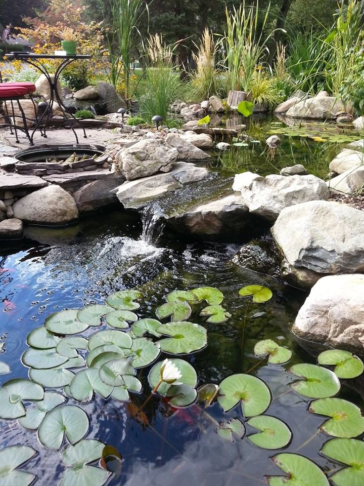 Koi ponds, backyard ponds, water feature ideas for your Michigan