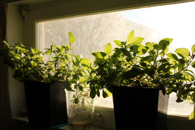 Growing Petunias Indoors as Houseplants during Winter