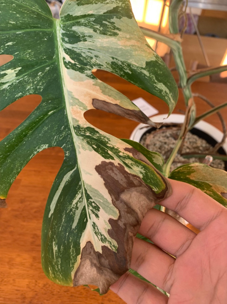 bipennifolium philodendron Philodendron Bipennifolium