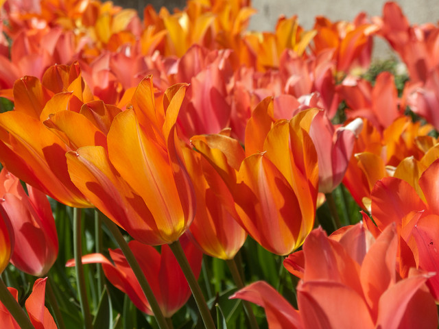 Easygoing Tulip Ideas From A Grand California Garden Easygoing Tulip Ideas From A Grand California Garden