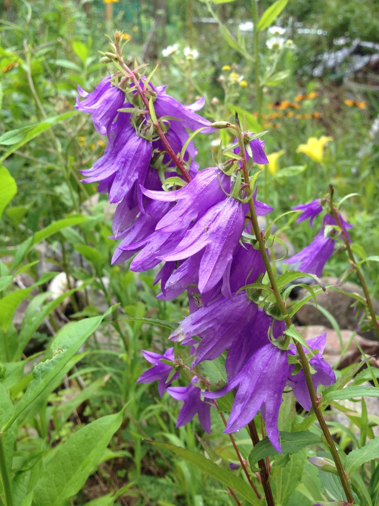 Is this by chance Creeping Bellflower? Campanula rapunculoides?