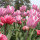 elizabeth_lee73