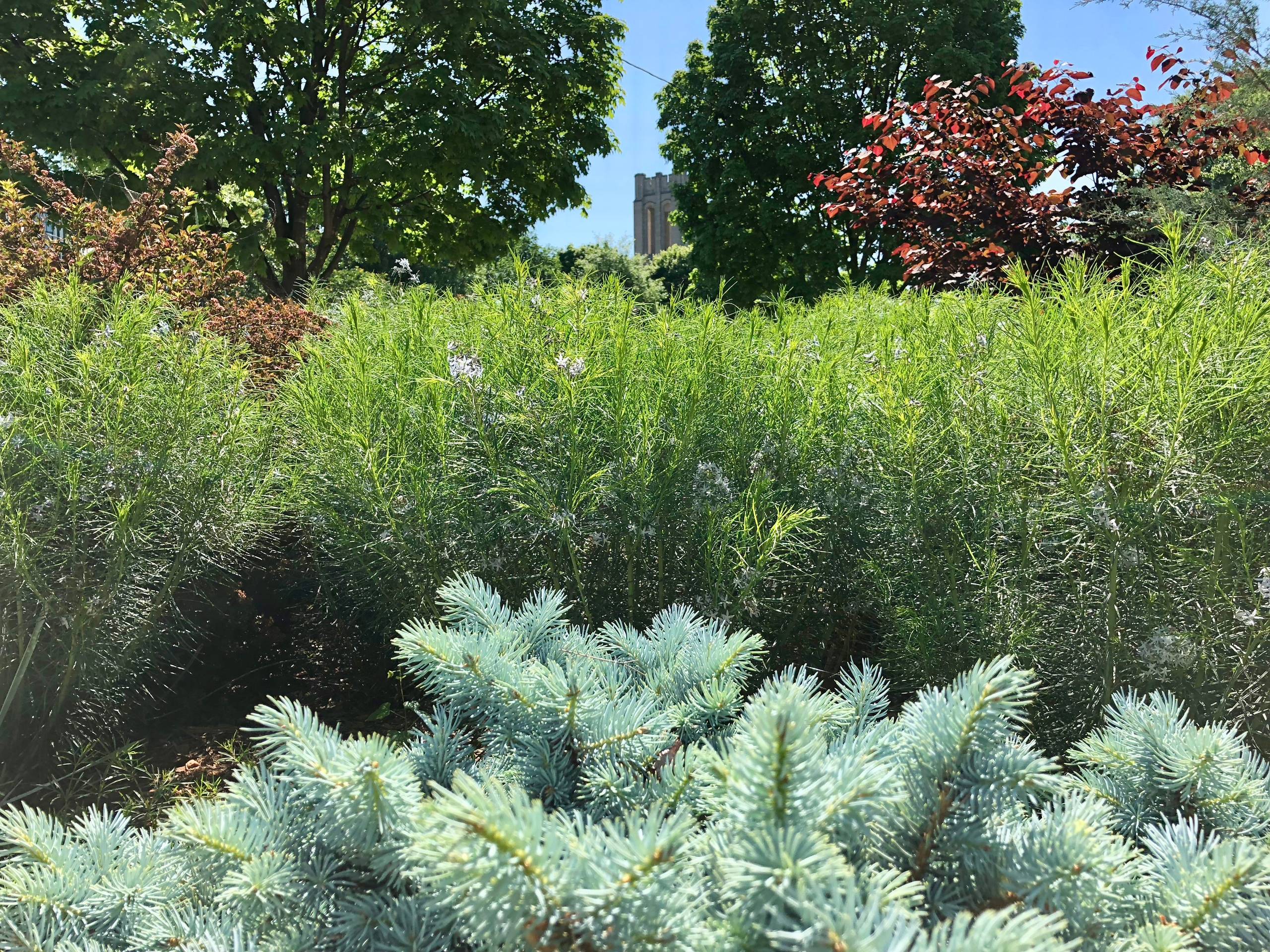 Blue spruce and amsonia in a city oasis.