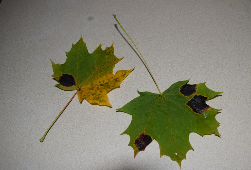 I am seeing black spots on Maple leaves...ID?