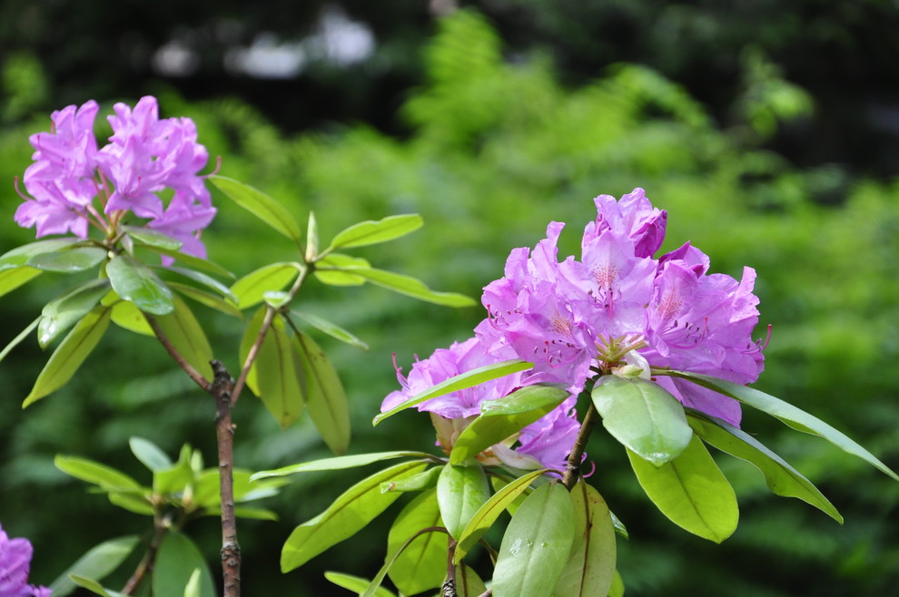 кп. "Архангельское" - Уход за садом - 100% качество!