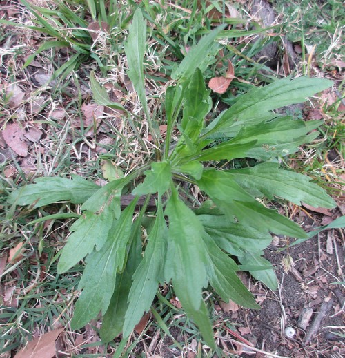 Green Leafy Weed W/Jagged Edges?