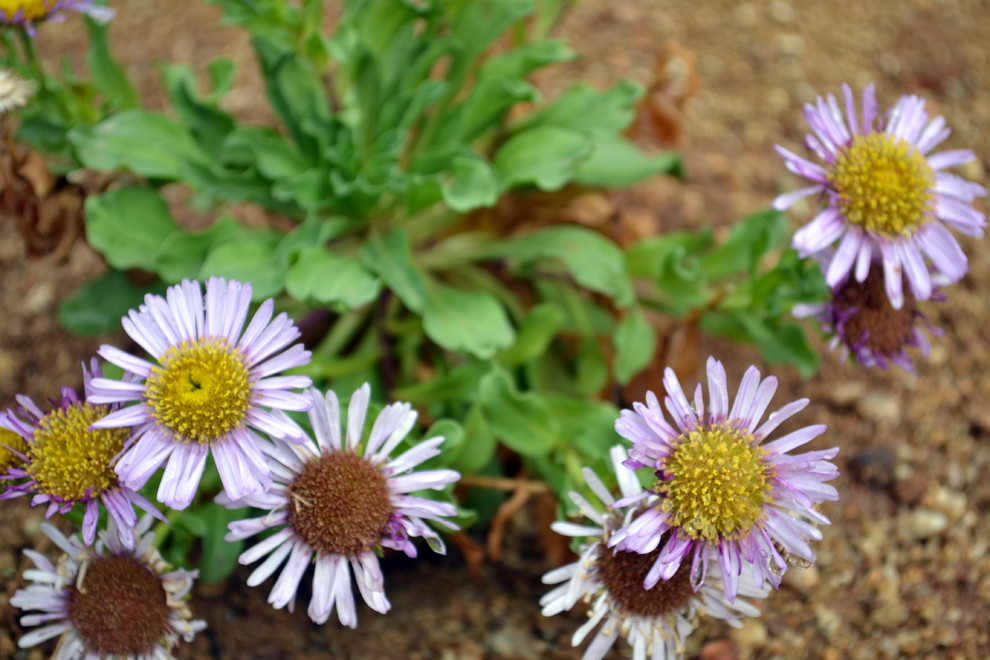 Sustainable Garden - Contemporary - Landscape - Orange County - by