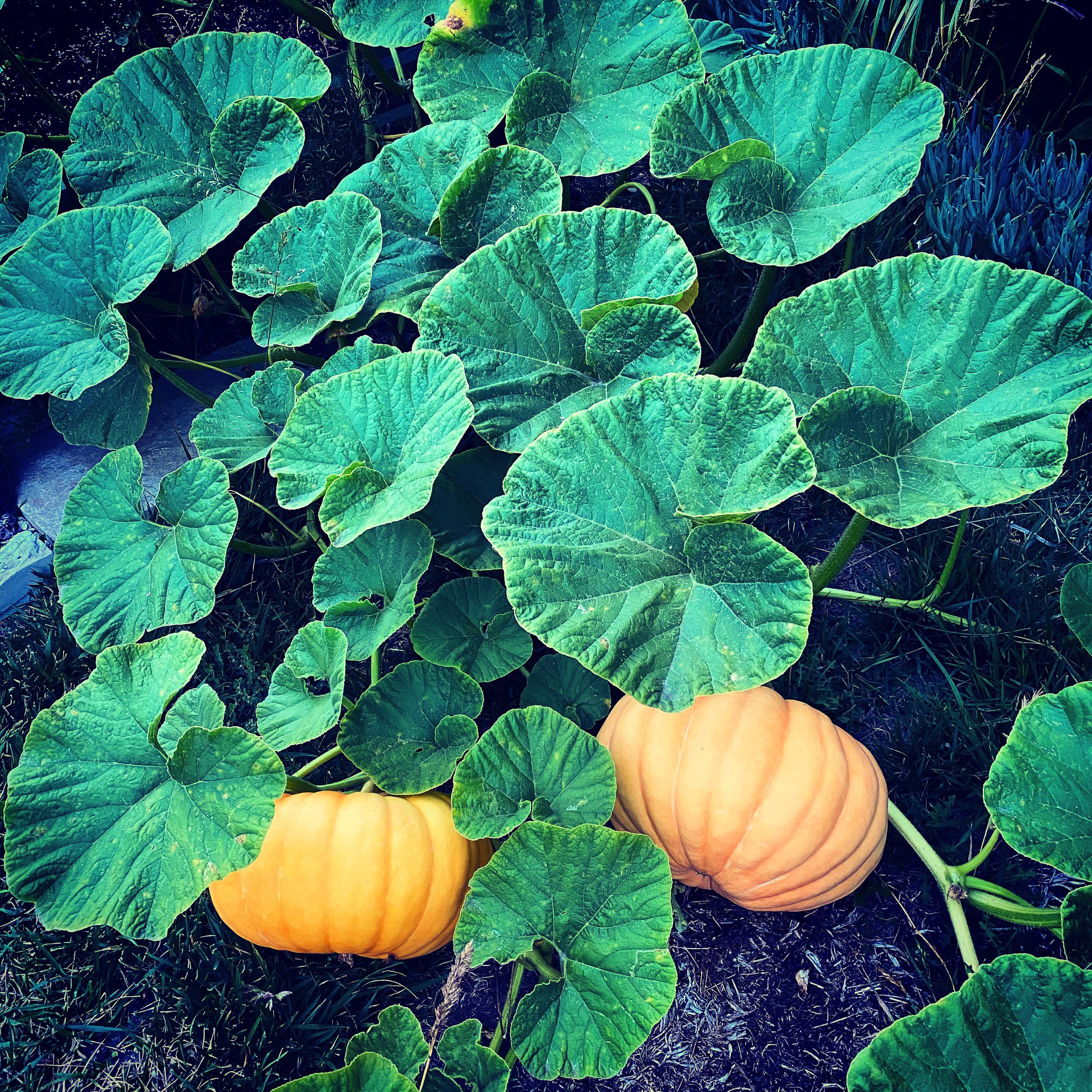 San Pedro, CA - Rustic Kitchen Garden